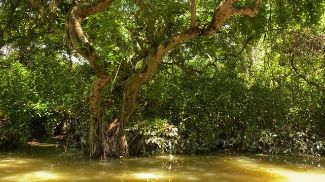 Tree Trunks Submerged In Water At Sundarban Mangrove Forest In Bangladesh. POV shot