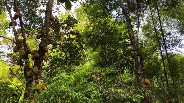 Monkey Leaping Between Jackfruit Trees At Khadimnagar National Forest In Sylhet, Bangladesh. low angle, wide shot