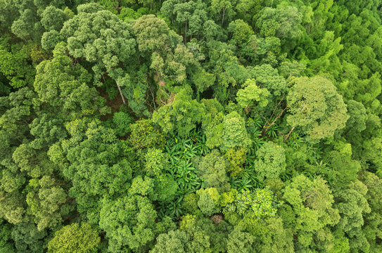 El Nino is shifting global weather causes increase wildfire risk and flooding in some regions. Forest can buffer flooding.