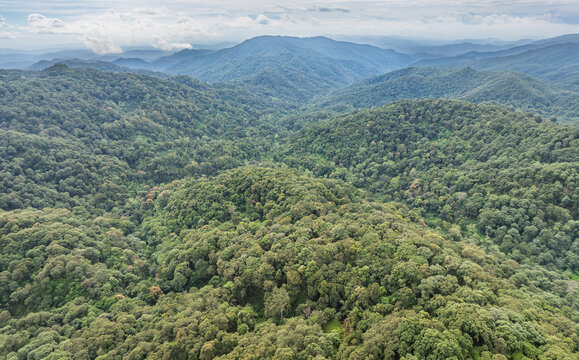 El Nino is shifting global weather causes increase wildfire risk and flooding in some regions. Forest can buffer flooding.