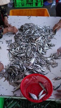 Local Vietnamese women sorting fresh small fish catches into plastic baskets at a busy fish market near the port in Nha Trang, Vietnam. Traditional seafood industry, daily work and labor.