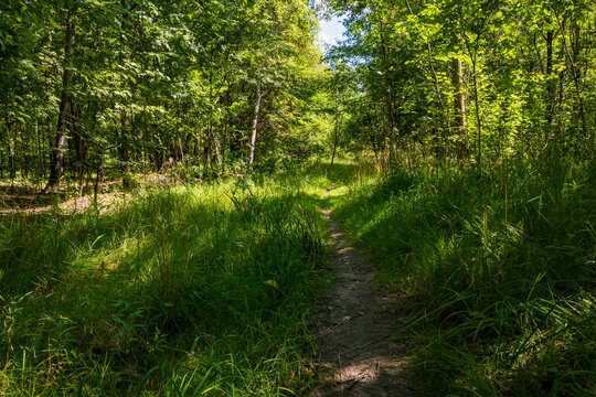 A dirt forest path with bright sun patches and tall green grass. A peaceful naturecore and cottagecore summer landscape for slow living.