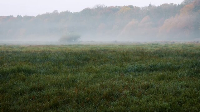 Morgennebel &uuml;ber einer ruhigen Landschaft