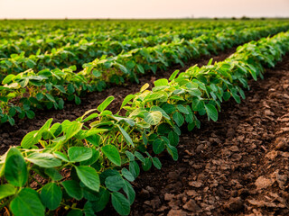 Fototapeta premium Soybean plants are forming neat rows on a vast agricultural field, with rich soil visible. Farming and cultivation concept