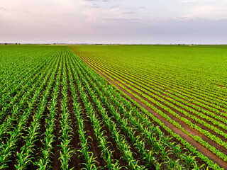 Naklejka premium Green corn and soybean crops growing in rows