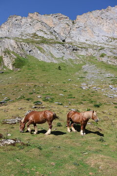 Chevaux sur le chemin du lac d'Anglas, au-dessus de Gourette, commune d'Eaux-Bonnes, vall&eacute;e d'Ossau dans les Pyr&eacute;n&eacute;es (Nouvelle-Aquitaine, Pyr&eacute;n&eacute;es-Allantiques, France)