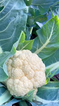 cauliflower