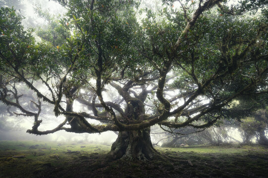 A large laurel tree stands with mossy branches