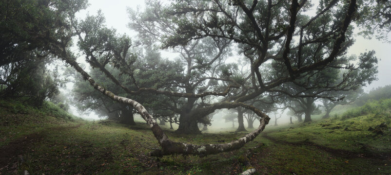 Fog gently envelops mossy trees and twisted branches