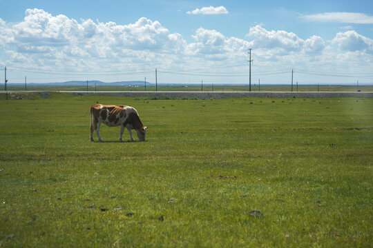 A cattle grazing on vast grassland under blue sky with clouds