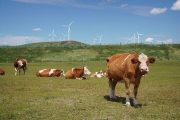 Cows Grazing on Grassland with Wind Turbines Behind © Pan