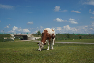 Brown and White Cow Grazing On Green Field Near Bridge © Pan