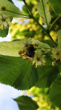 Slow motion footage of a furry bumblebee gathering nectar from a fragrant linden blossom, with lush green leaves and a blue sky in the background, representing the beauty of pollination