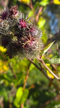 Close up of a greater burdock plant with purple flowers and spiky seed heads gently swaying in the wind, illuminated by the warm golden hour sunlight with a beautiful soft bokeh background