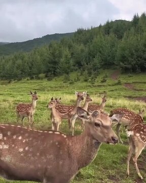 deer  grazing in the field