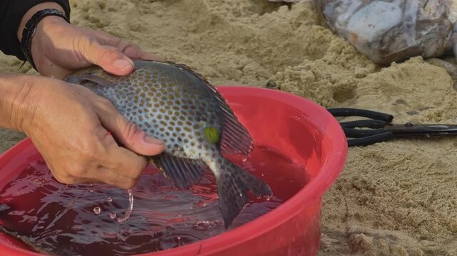 Close-up of a vendor washing and rinsing fresh fish in a red basin at a coastal market in Central Vietnam