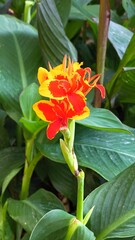 Naklejka premium Vibrant bicolor red and yellow Canna indica flower blooming amidst large green leaves in a sunlit garden in Iași, Romania.