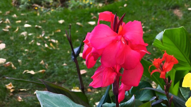 Vibrant magenta pink Canna indica flower blooming amidst large green leaves along a paved path in a sunny park in Iași, Romania.