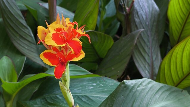 Vibrant bicolor red and yellow Canna indica flower blooming amidst large green leaves in a sunlit garden in Iași, Romania.