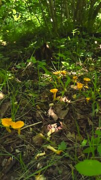 Young edible chanterelle mushrooms, also known as Cantharellus cibarius, growing among fallen leaves and green grass in a vibrant summer forest under bright sunlight filtering through the trees