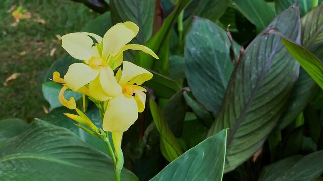 Vibrant yellow Canna indica flower blooming on a tall stem surrounded by large green leaves in a sunlit garden in Iași, Romania.