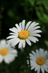 Obraz premium white daisy flower