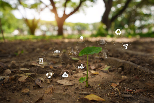 Young Plant Growth and Sustainable Energy Technology Concept