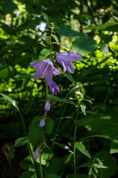 Vertical view of a Campanula trachelium plant with blue-violet bell flowers among green leaves. A delicate naturecore and cottagecore forest botanical scene.
