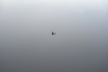 Fototapeta premium Small Mallard Duck Swimming Alone in Calm Gray Foggy Water