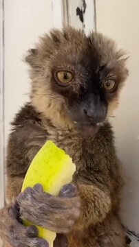 Cute Lemur Munching on Fruit Close Up Footage
