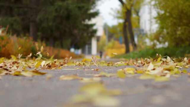 Beautiful colorful autumn leaves drifting gently in slow motion.  Beautiful golden autumn leaves blown by the wind along the alley. Perfect cinematic fall footage capturing  a peaceful mood.
