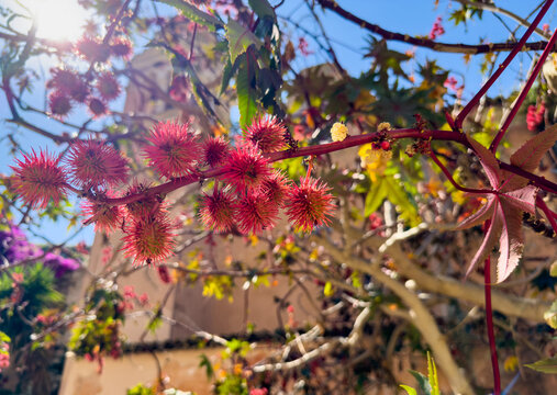 Red castor bean seed pods beside traditional architecture in Corfu Old Town, Greece