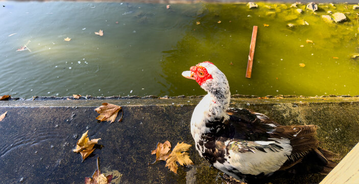 Muscovy duck with red face beside green urban pond in Ilion park, Attica Greece. Autumn sunlight
