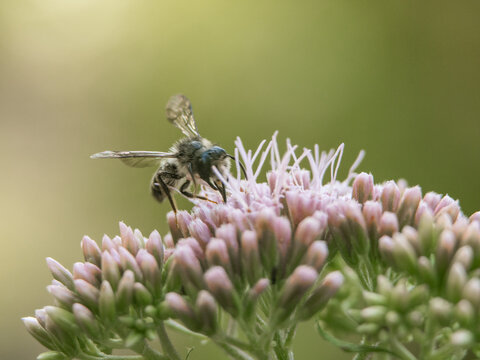 pollination of flowers. A wild sand bee sits on a flower. Andrena