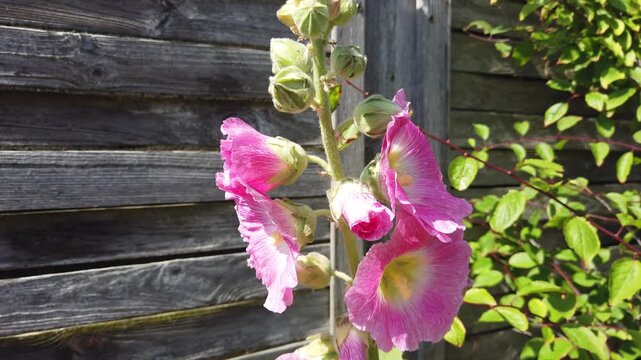 Pink hollyhock flower blossoms with bee in the garden