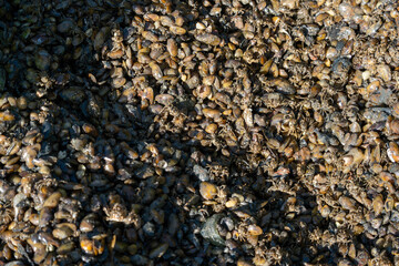 Close-Up View of Freshly Harvested Clams with Green Scoop © Александр Коноплев