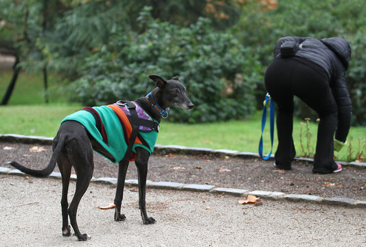 Galgo con ropa y arn&eacute;s esperando mientras due&ntilde;a recoge caca del suelo excremento perro bolsa, mujer responsable limpiando caca mascota en parque