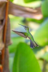 Naklejka premium Sparkling violetear (Colibri coruscans) Ecuador