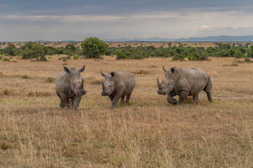 Fototapeta premium Three white rhinoceroses walking together through the dry grassland savanna of an african wildlife