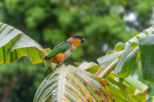 Colorful black-headed caique parrot perched on a delicate thin branch in a natural garden setting