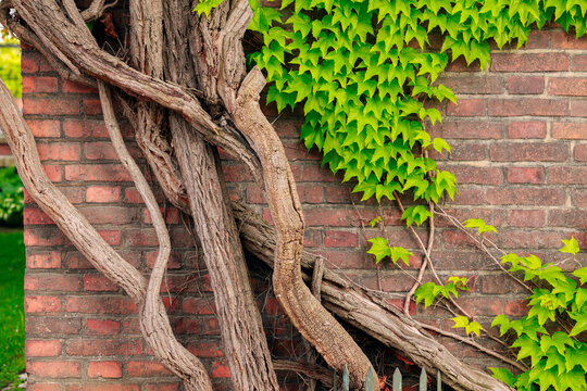 artistic garden plant in brick wall tree roots and leaves cottage core aesthetic background frame work pattern