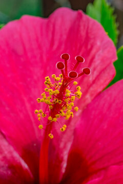 Pink hibiscus flower blooming on a green bush in a tropical garden setting with hibiscus, tropical
