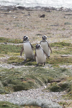 Three magellanic penguins walking together along the rocky coastal shore of patagonia with magellanic