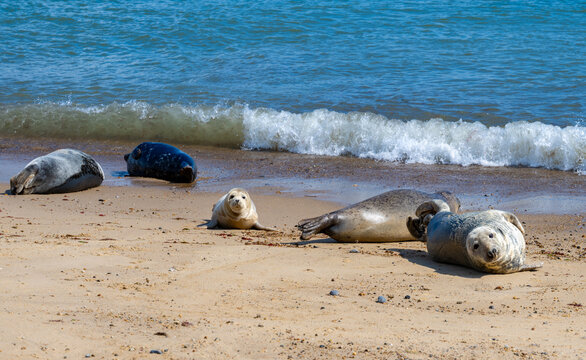 Group of grey seals (Halichoerus grypus) resting on the sandy beach at Horsey Gap on the Norfolk coast of England, with the North Sea in the background.