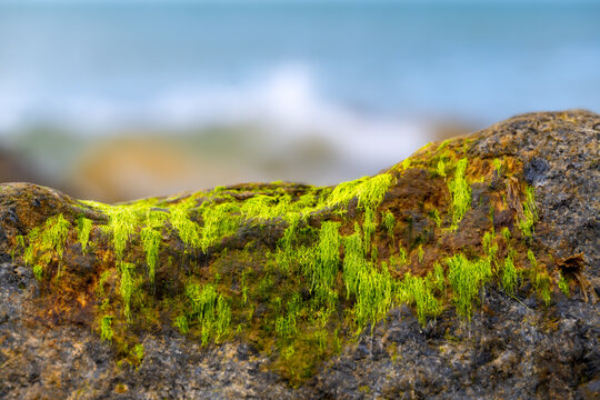 Close-up of vivid green Ulva seaweed growing on a weathered coastal groyne at Waxham Beach, Norfolk, England, photographed with shallow depth of field.