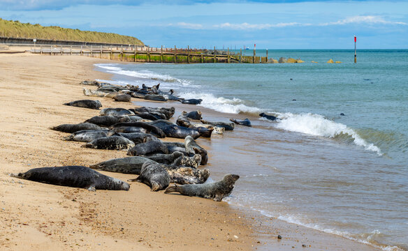 Group of grey seals (Halichoerus grypus) resting on the sandy beach at Horsey Gap on the Norfolk coast of England, with the North Sea in the background.