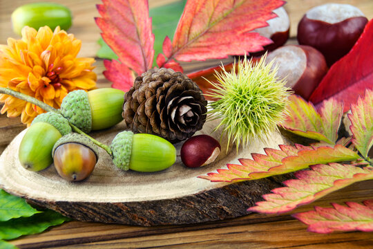 Nat&uuml;rliche Dekoration im Herbst mit Kastanien, Eicheln, Blumen, Maronen und Herbstlaub