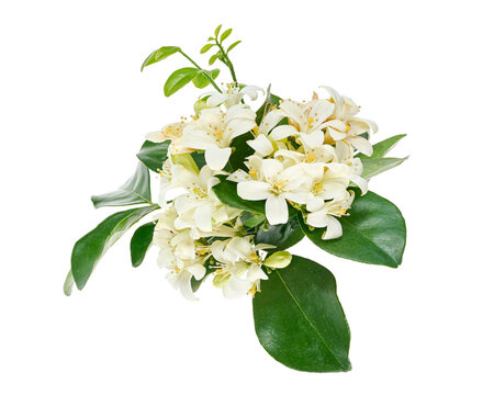 Fragrant white orange jasmine flowers (Murraya paniculata) with glossy green pinnate leaves, presented as a botanical cluster isolated on transparent background with clipping path.