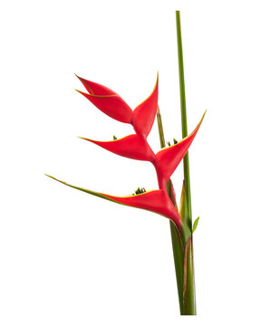 Vibrant red Heliconia flower with distinctive yellow-edged bracts and a green stem, commonly known as lobster claw or false bird of paradise, isolated on transparent with clipping path.