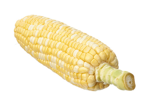 Fresh bicolor sweet corn cob (Zea mays) featuring yellow and white kernels isolated on transparent background. Nutritious agricultural crop ideal for food, farming and healthy eating concepts.